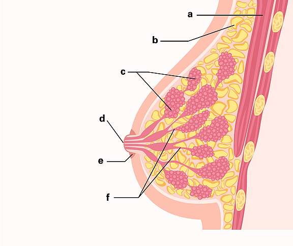 Représentation graphique de l'anatomie du sein avec les glandes mammaires, les canaux galactophores, le mamelon, le tissu adipeux et le muscle.