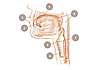 Représentation graphique : Coupe transversale d'une tête humaine. Cette illustration montre le larynx, les lèvres, la langue, la trachée, la cavité buccale, le pharynx et l'œsophage.